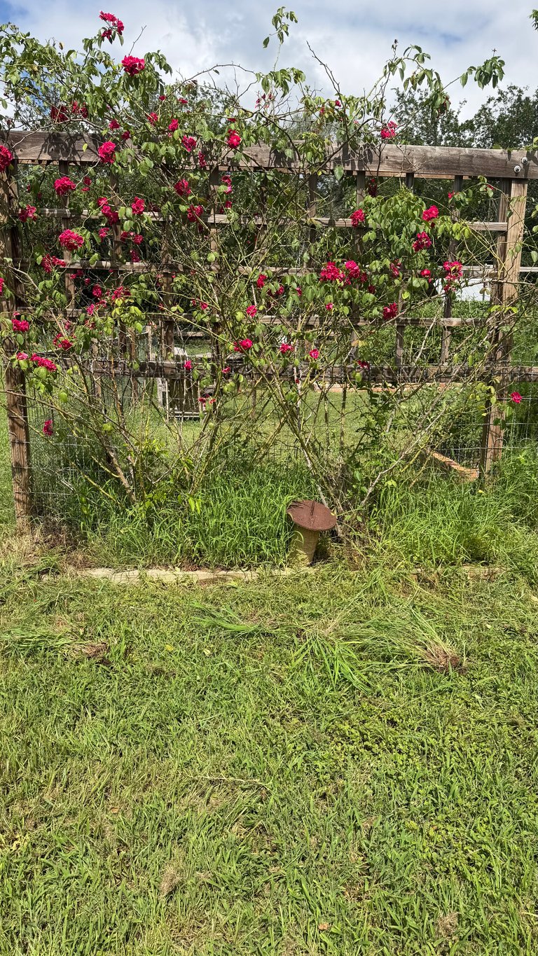 Climbing roses with bright pink blooms on a wooden trellis in an overgrown garden with green grass