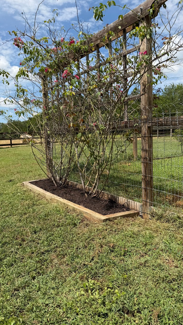 Climbing vine with pink flowers growing on wooden trellis in a rural garden with green grass and fencing